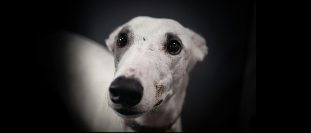 Gamban4Greyhounds campaign visual
